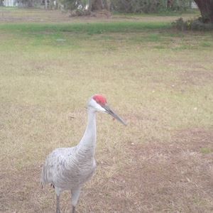 Meet your Posher, Sandy